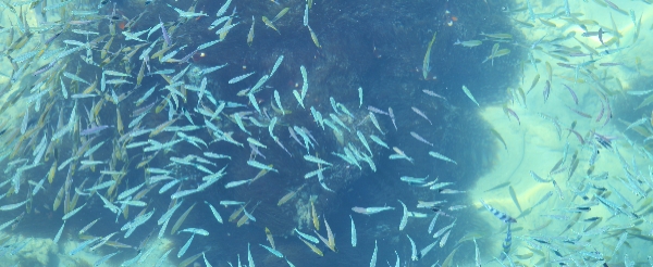快艇遊東姑阿都拉曼國家公園【馬慕迪島浮潛、浮潛觀珊瑚+海陸燒烤】→南洋風SPA館120分鐘舒壓療程